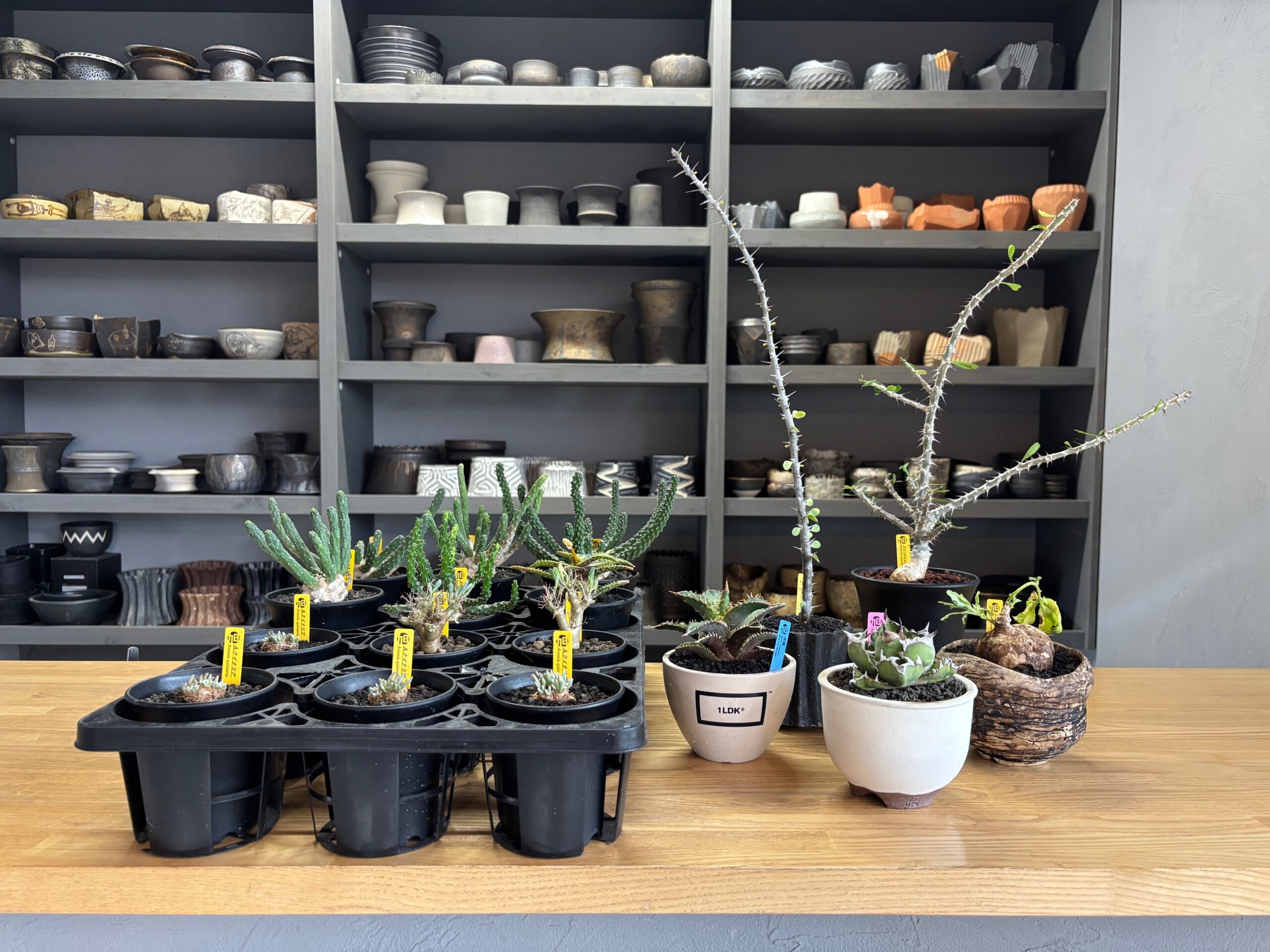 コーデックス 入荷情報