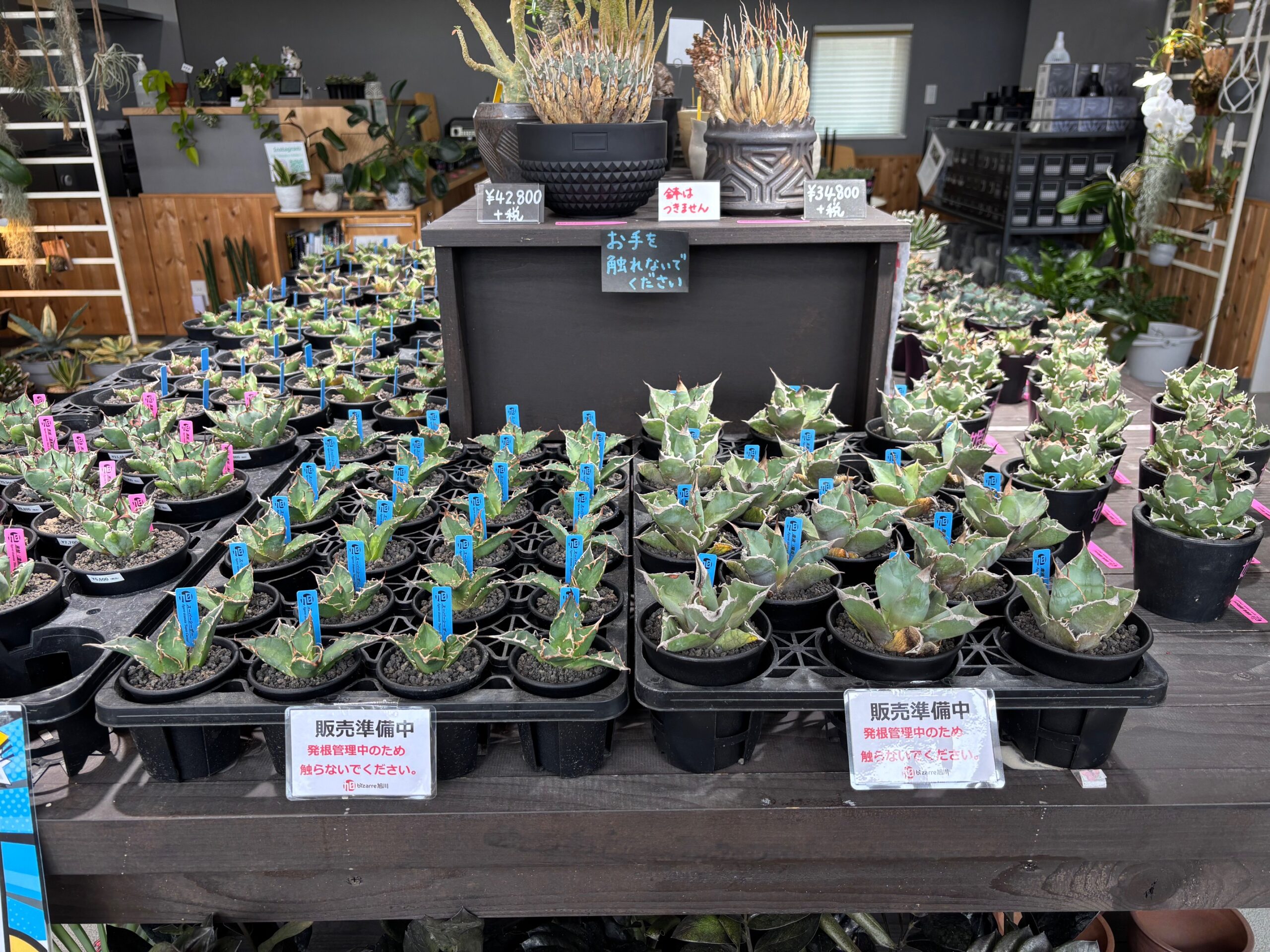 令和7年5月14日(水)10時~販売