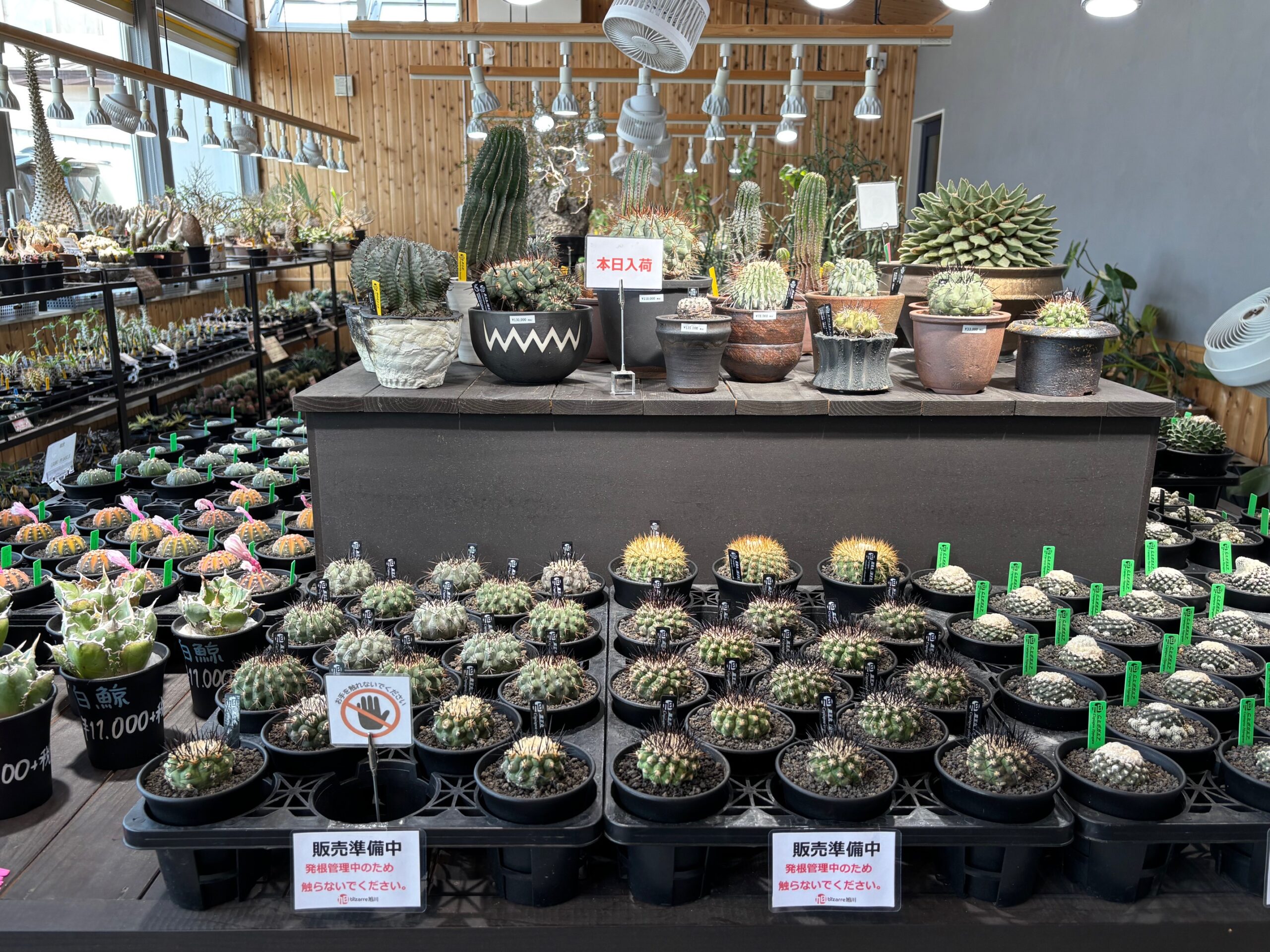 令和7年6月7日(土)10時～販売
