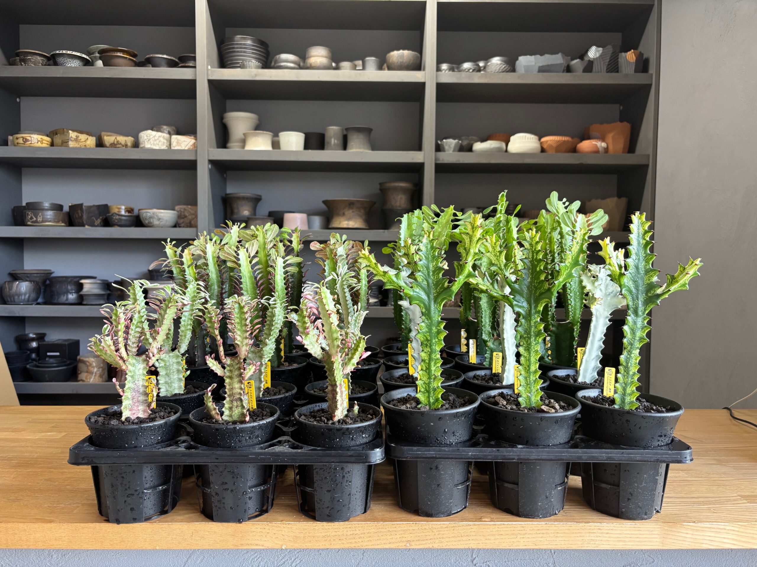 令和7年10月11日(土)10時~販売