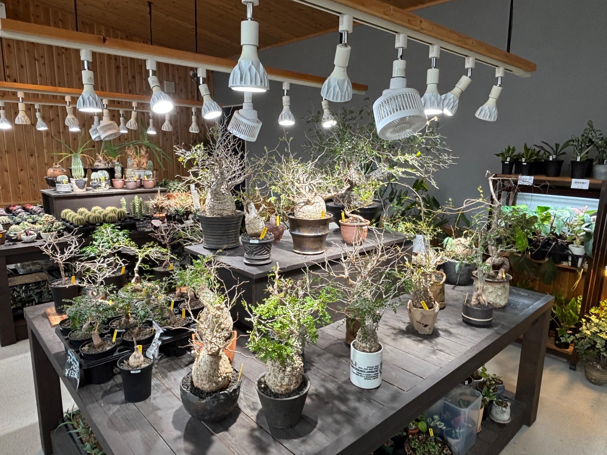 パキプスコーナー完成!