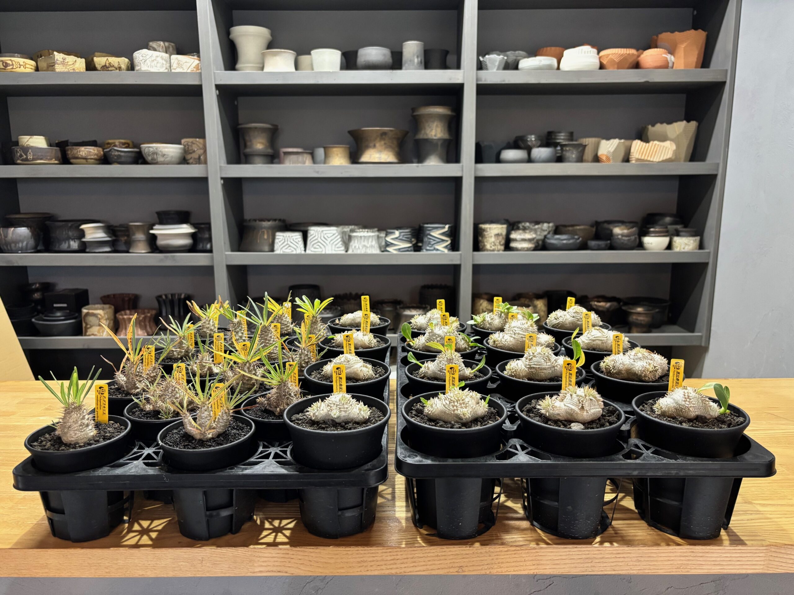 令和7年11月3日(月)10時~販売