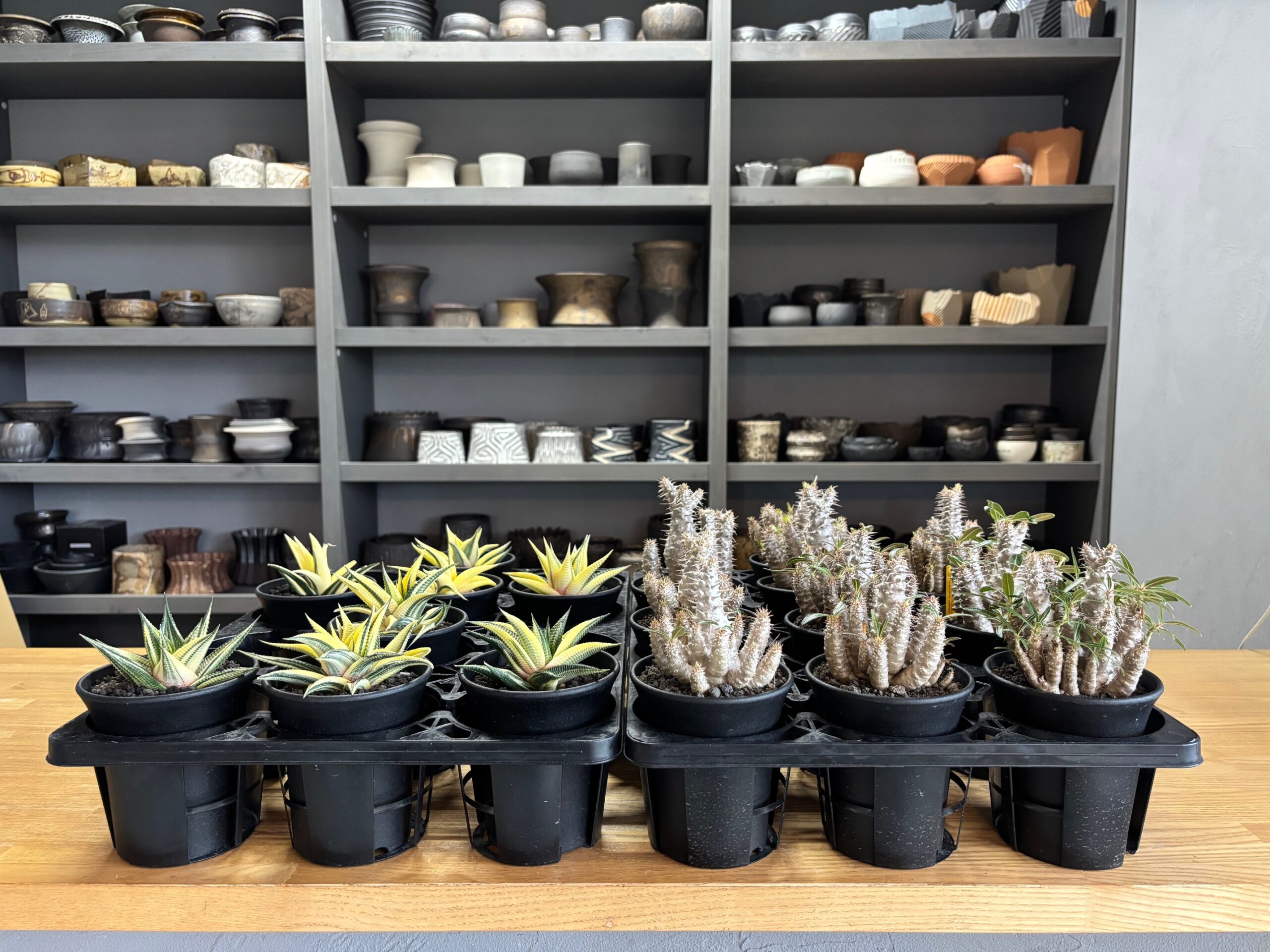 令和7年11月8日(土)10時~販売