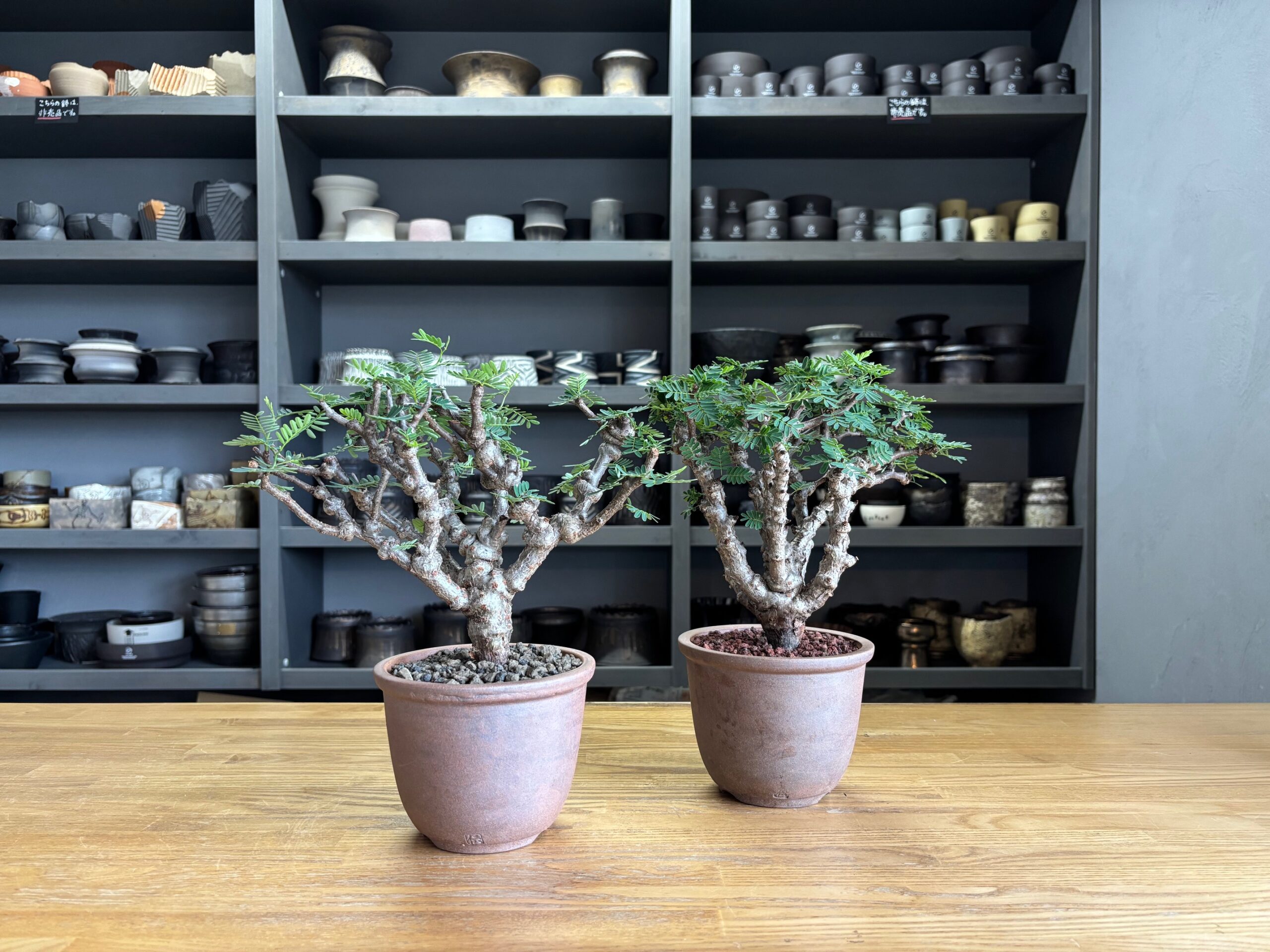 令和7年11月15日(土)10時~販売