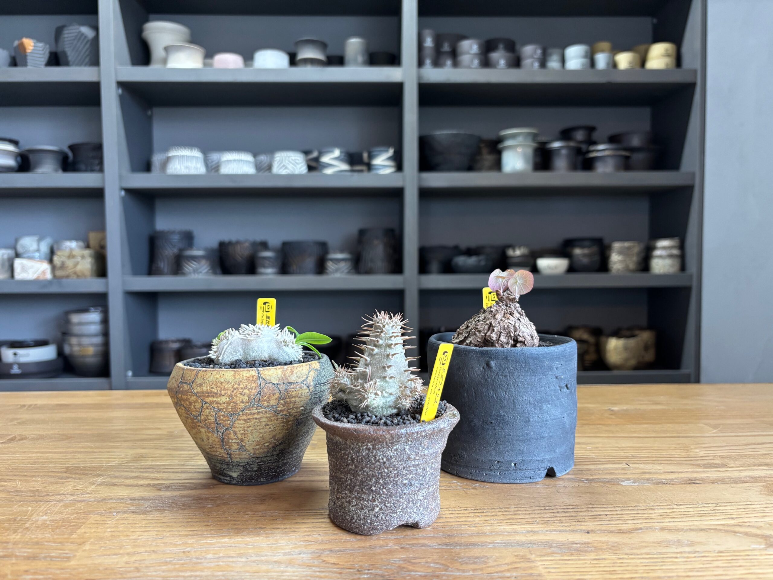 令和7年11月17日(月)10時～販売