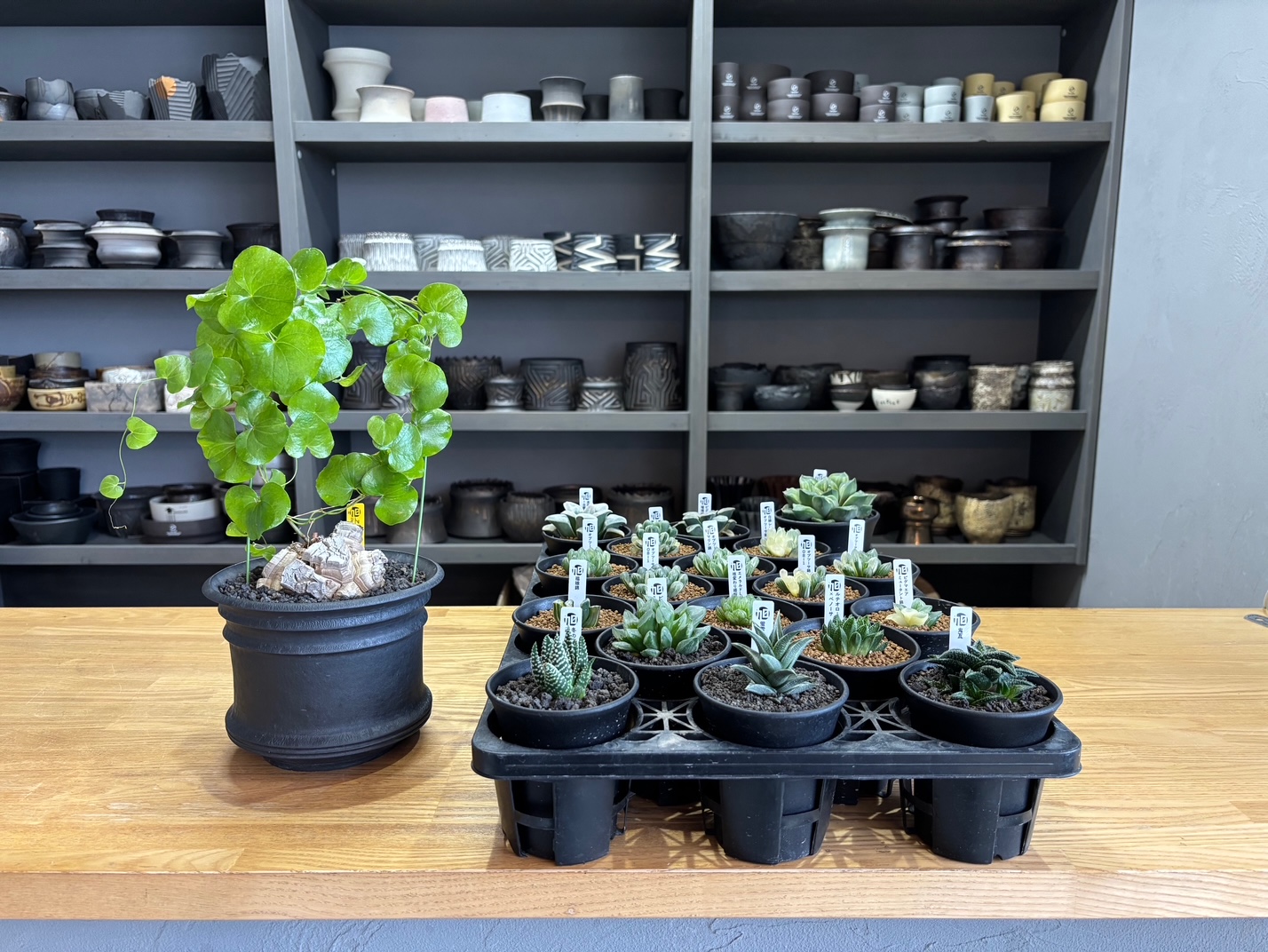 令和7年11月30日(日)10時～販売