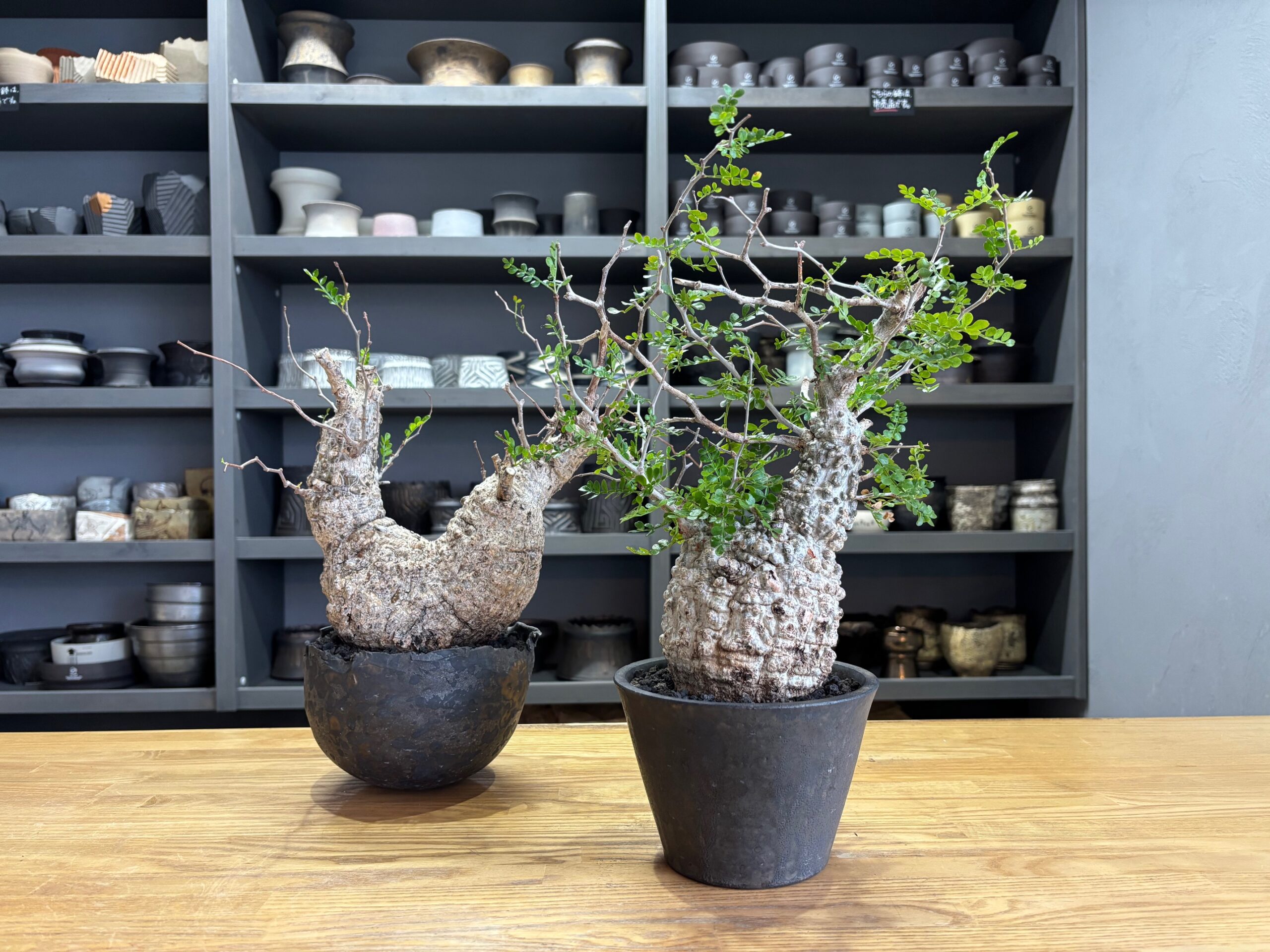 令和7年12月2日(火)~販売