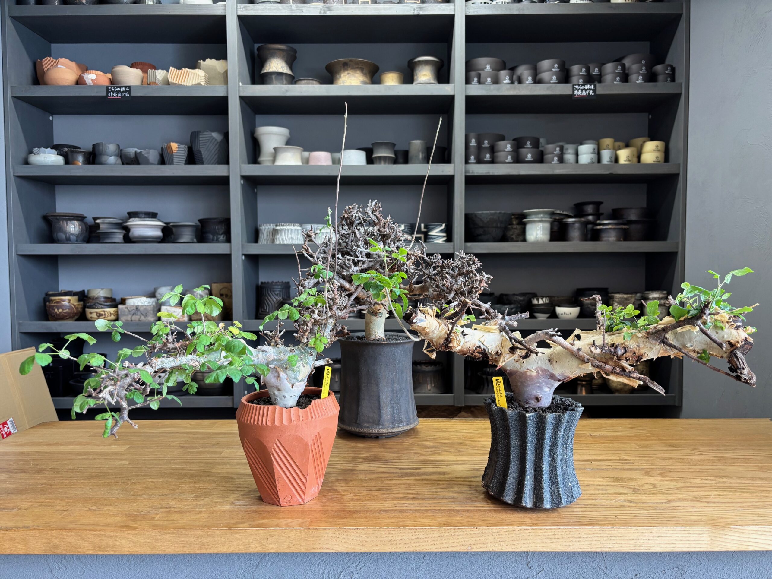 令和7年12月19日(金)10時~販売