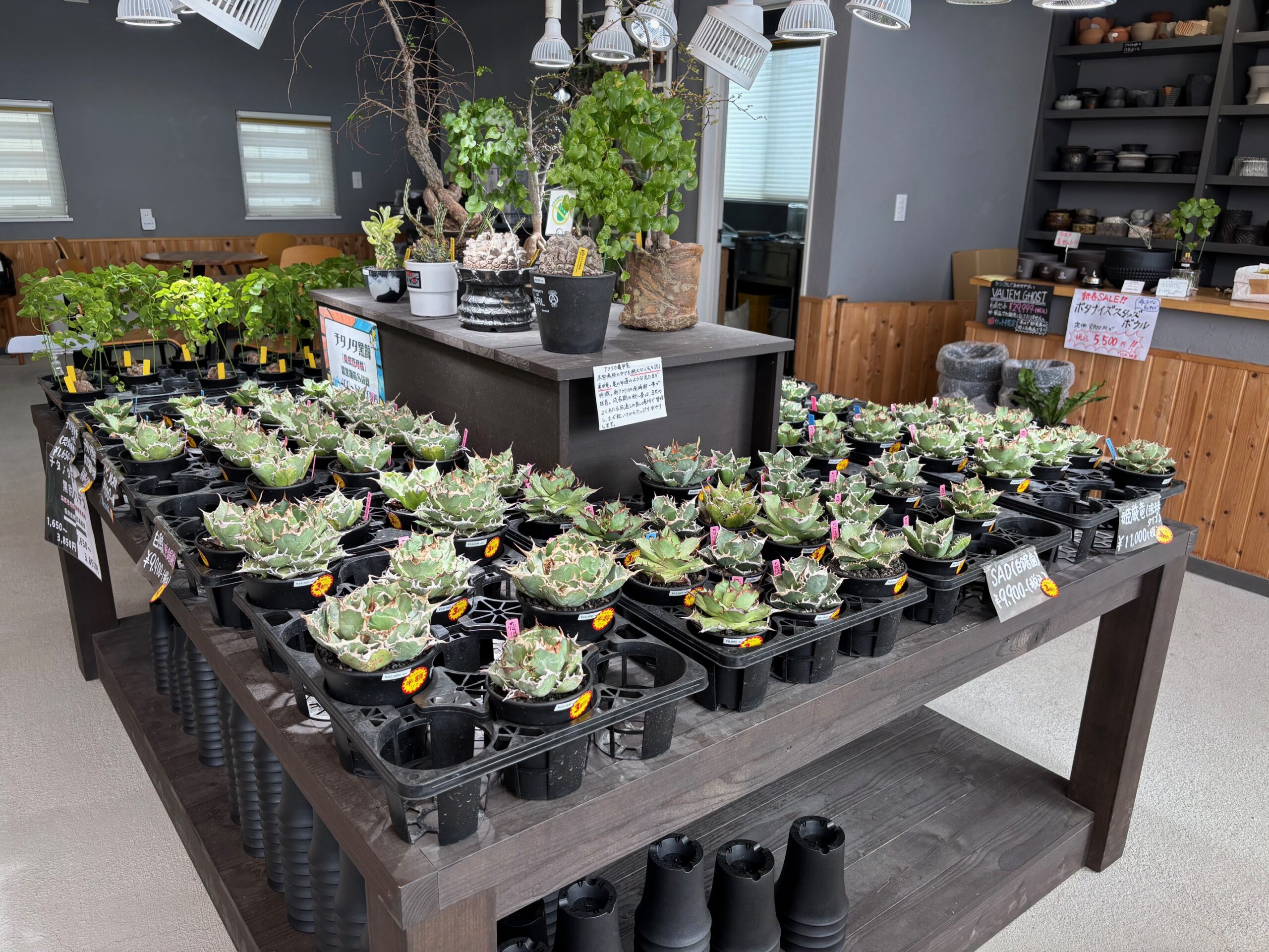 令和7年1月18日(日)14時~販売