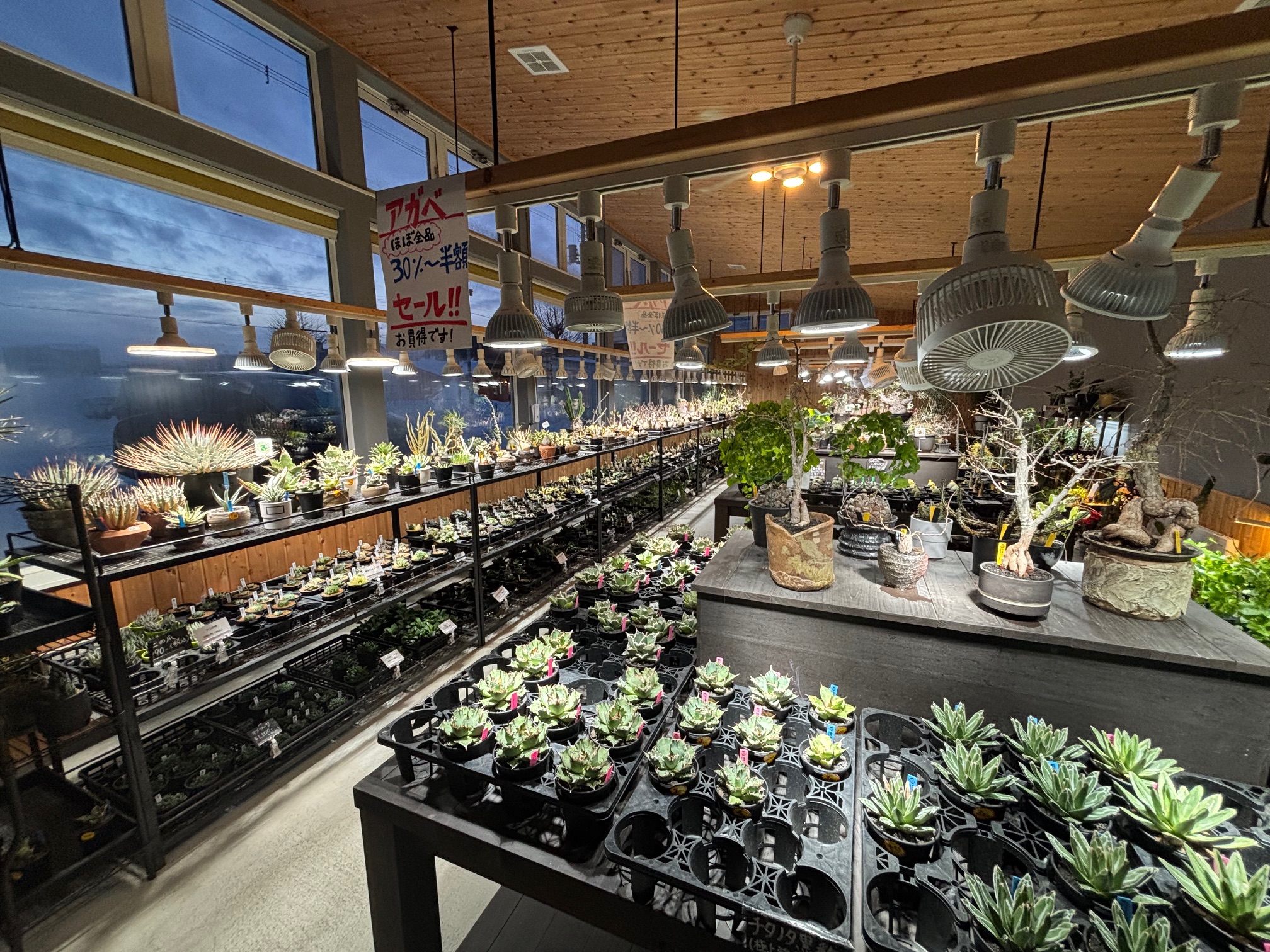 植物のある暮らし