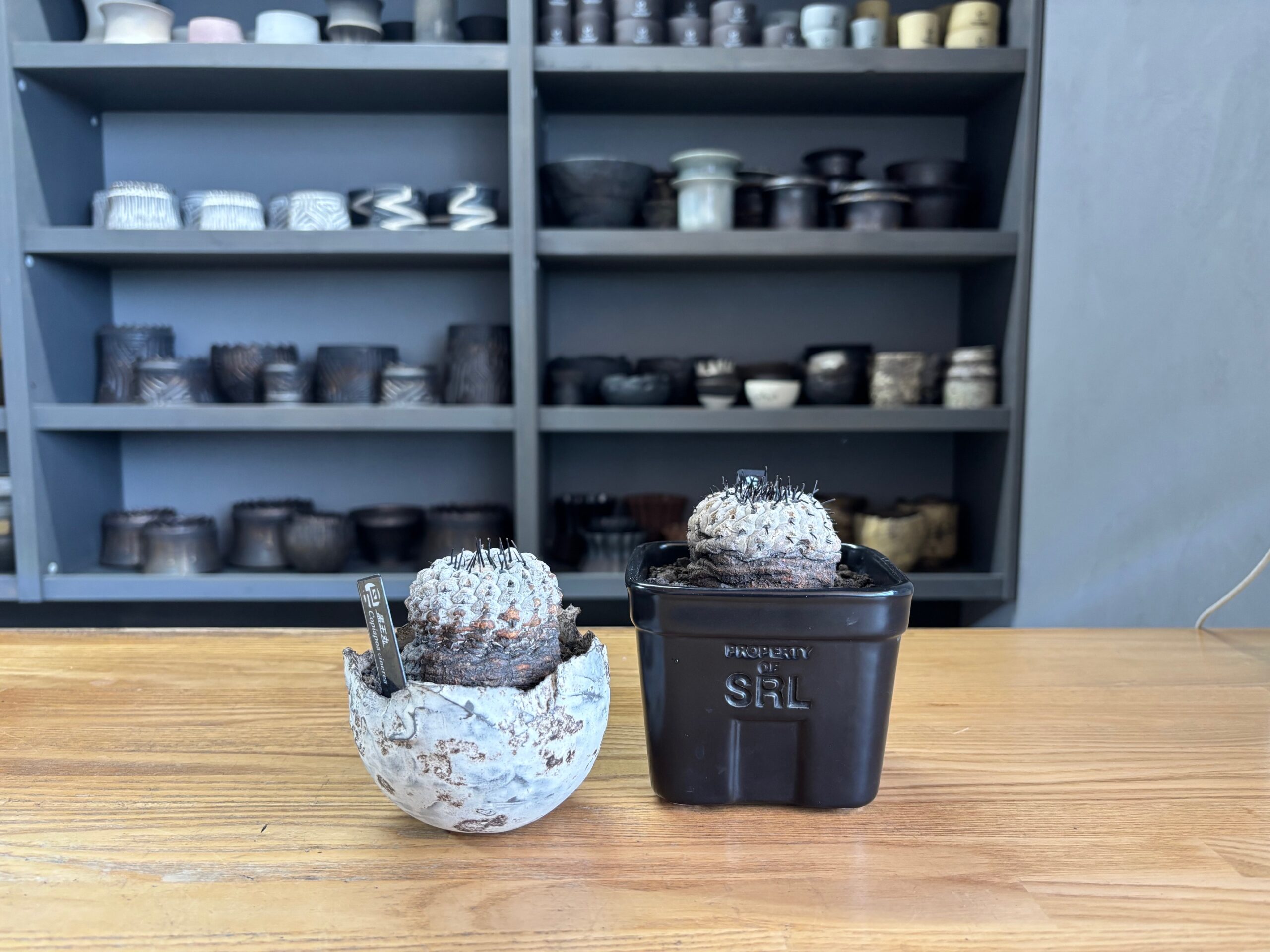 コピアポア 3日間限定セール