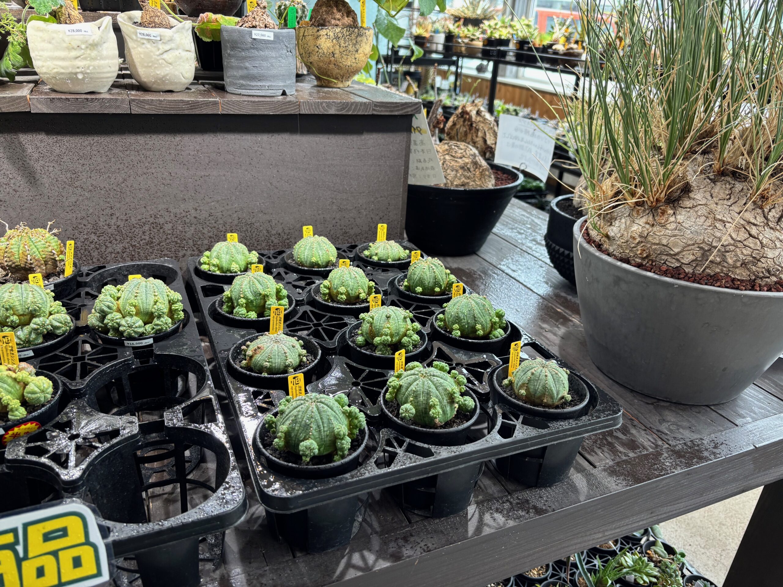 令和8年3月1日(日)10時~販売