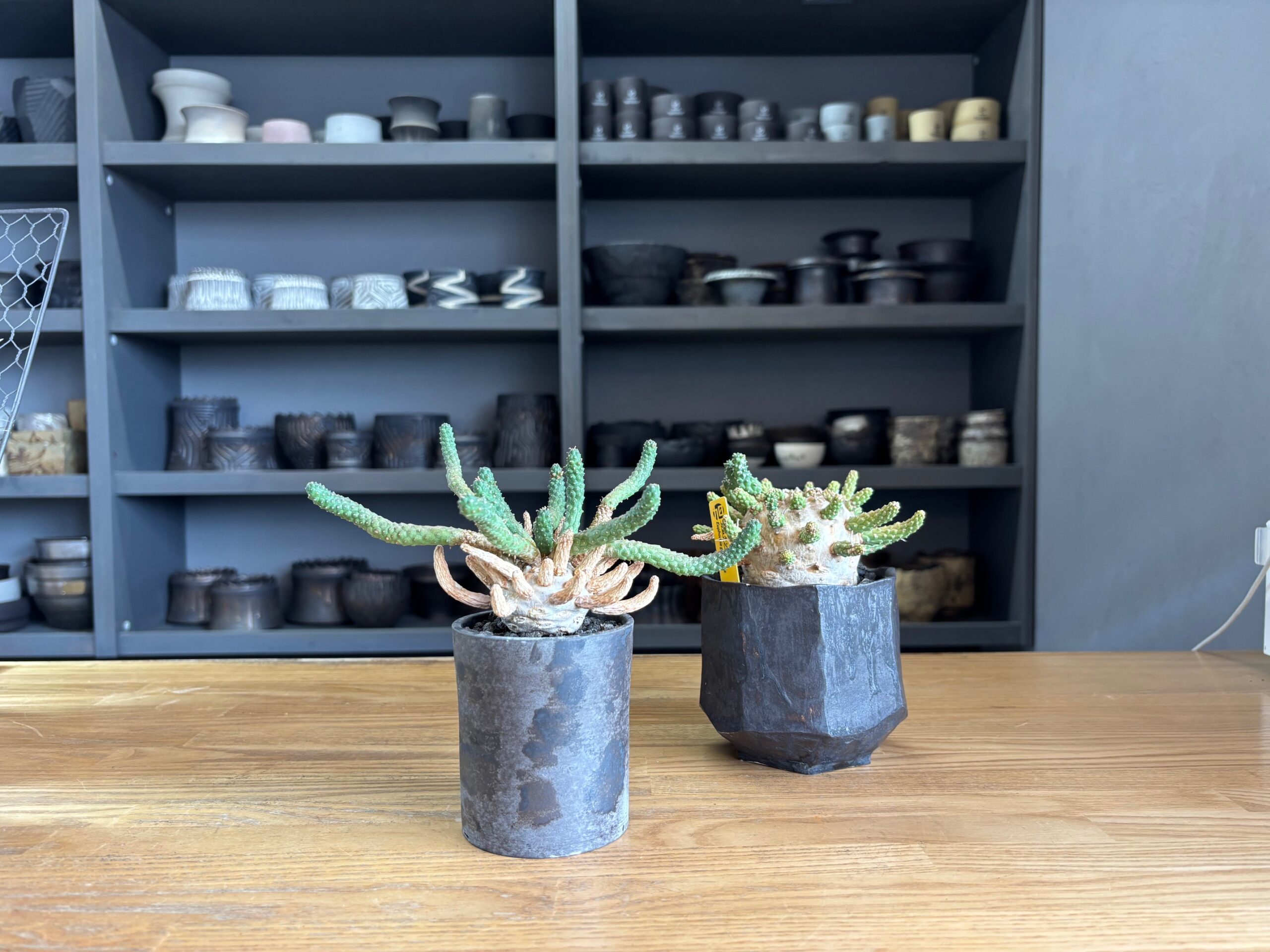 令和8年3月8日(日)10時～販売