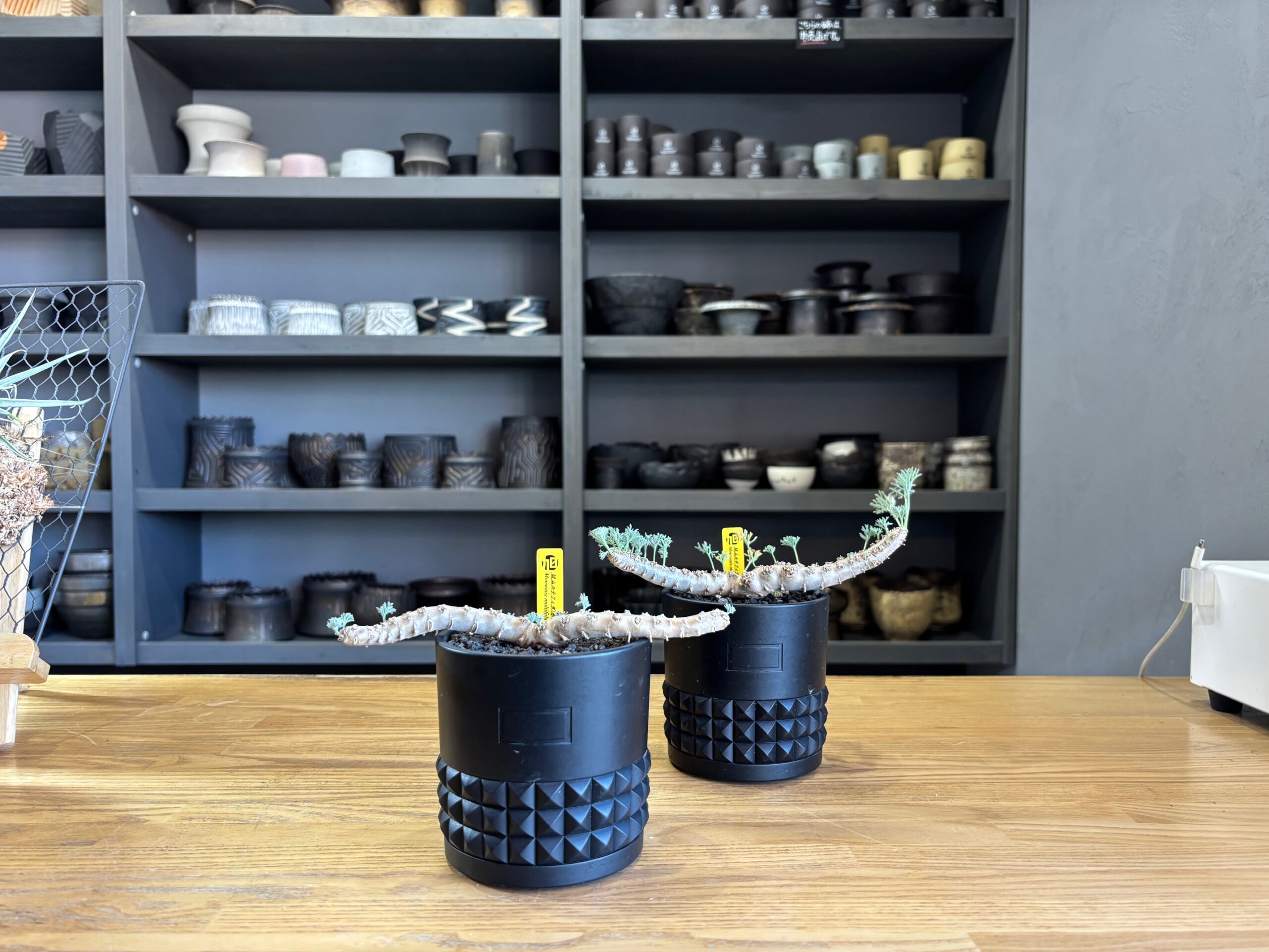 令和8年3月20日(金)～販売