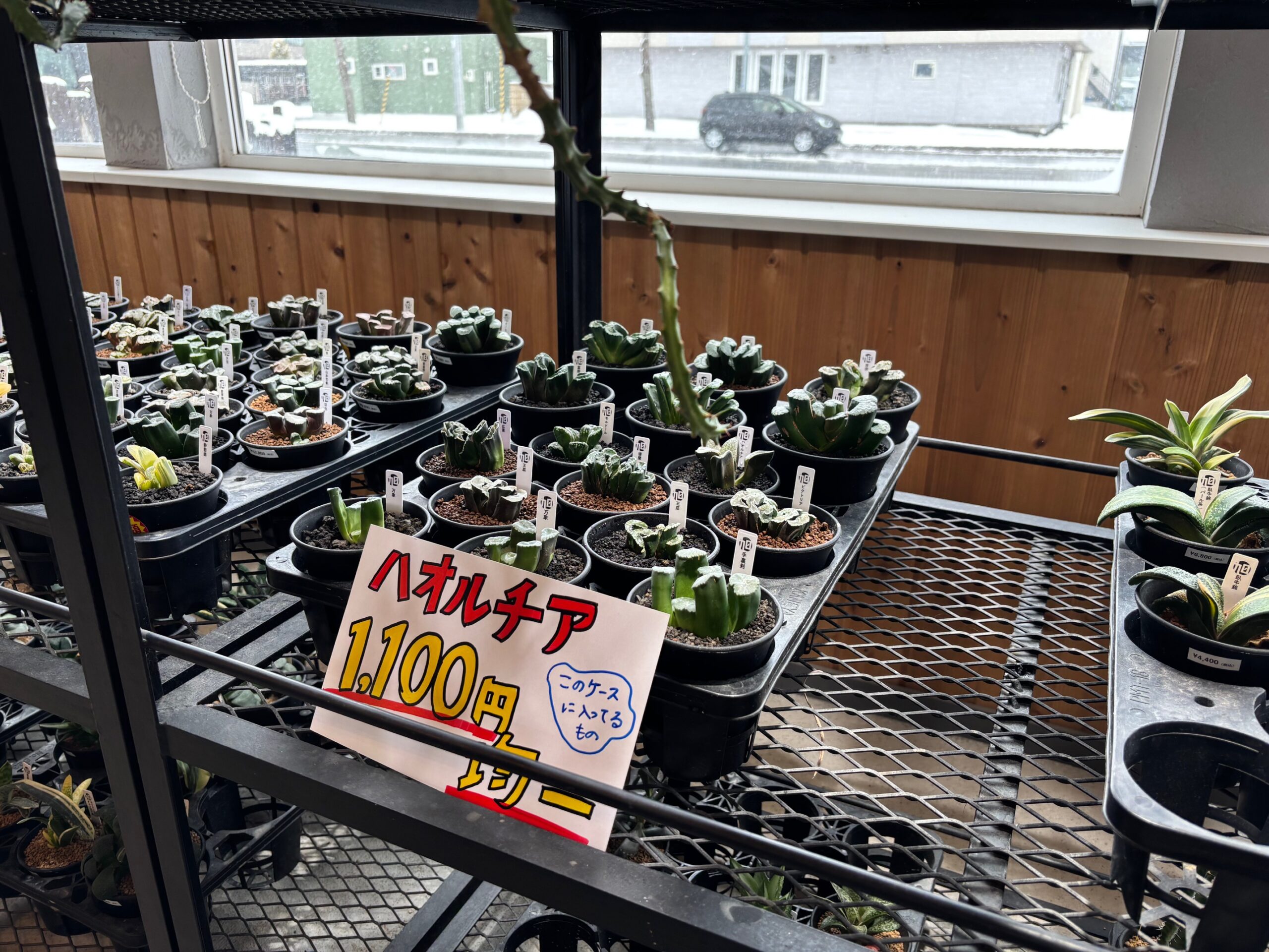 令和8年3月21日(土)~販売