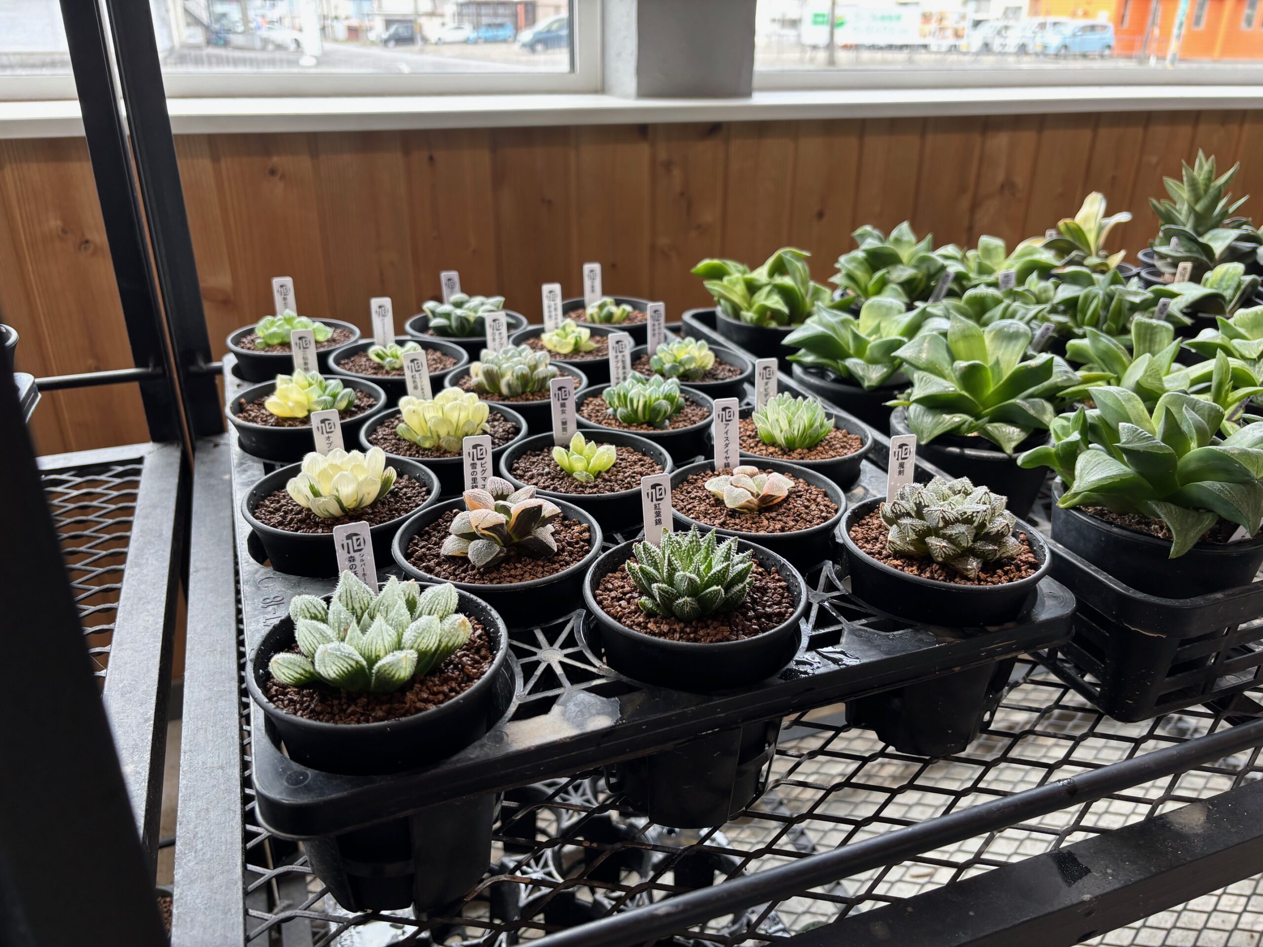 令和8年4月18日(土)～販売