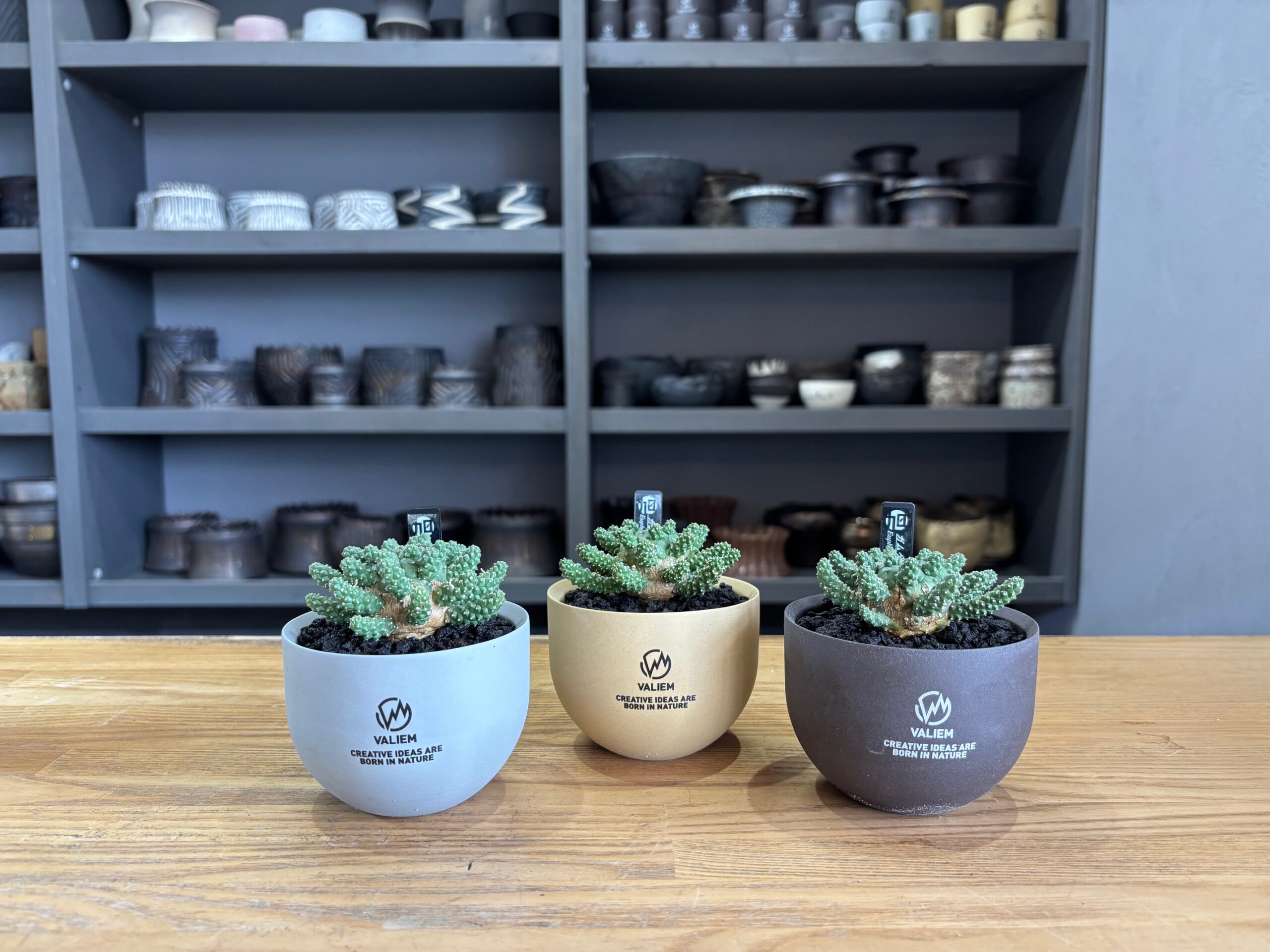 令和8年4月19日(日)～販売