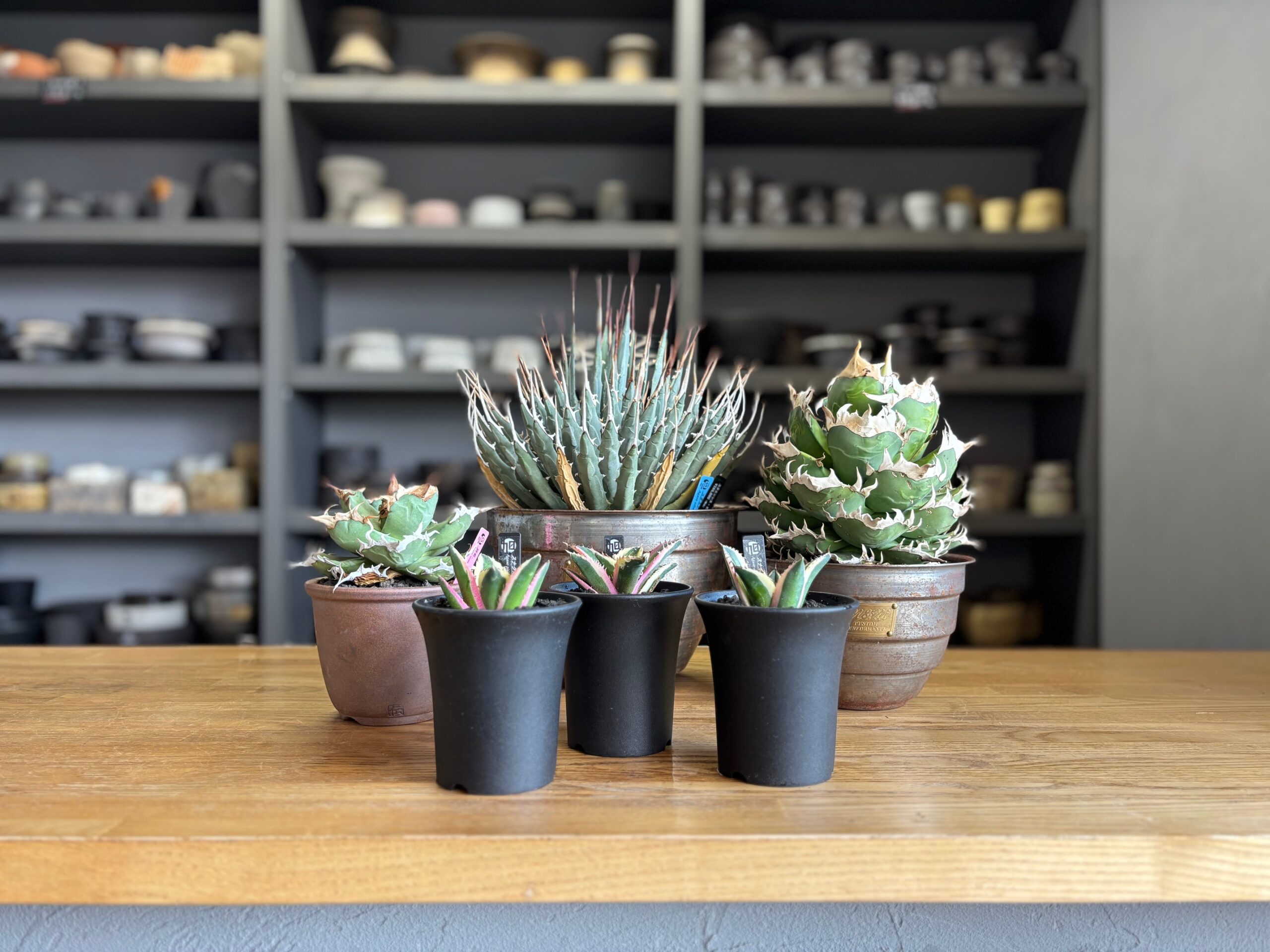 令和8年4月25日(土)～販売