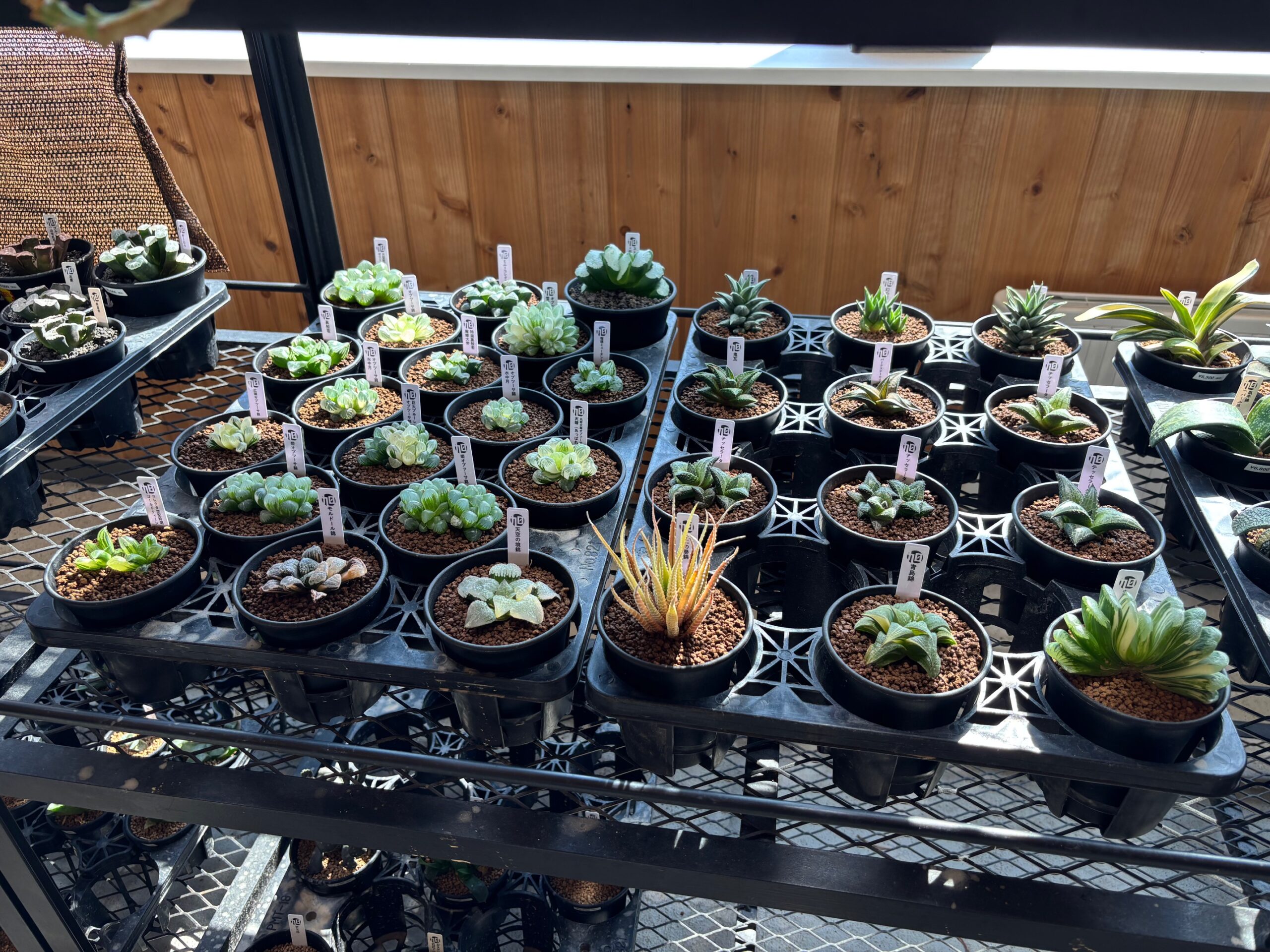 令和8年4月26日(日)～販売