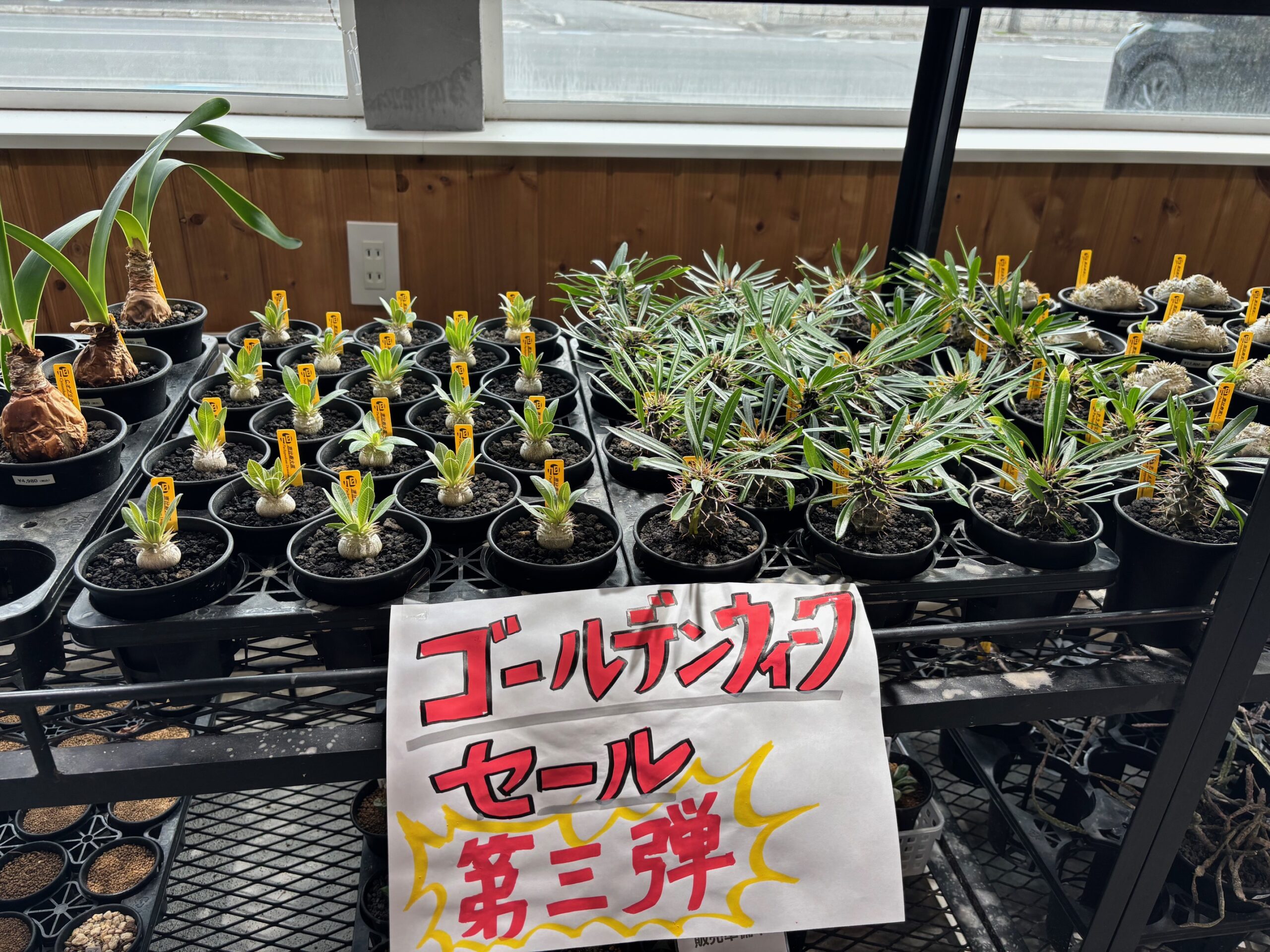 令和8年5月2日(土)～販売