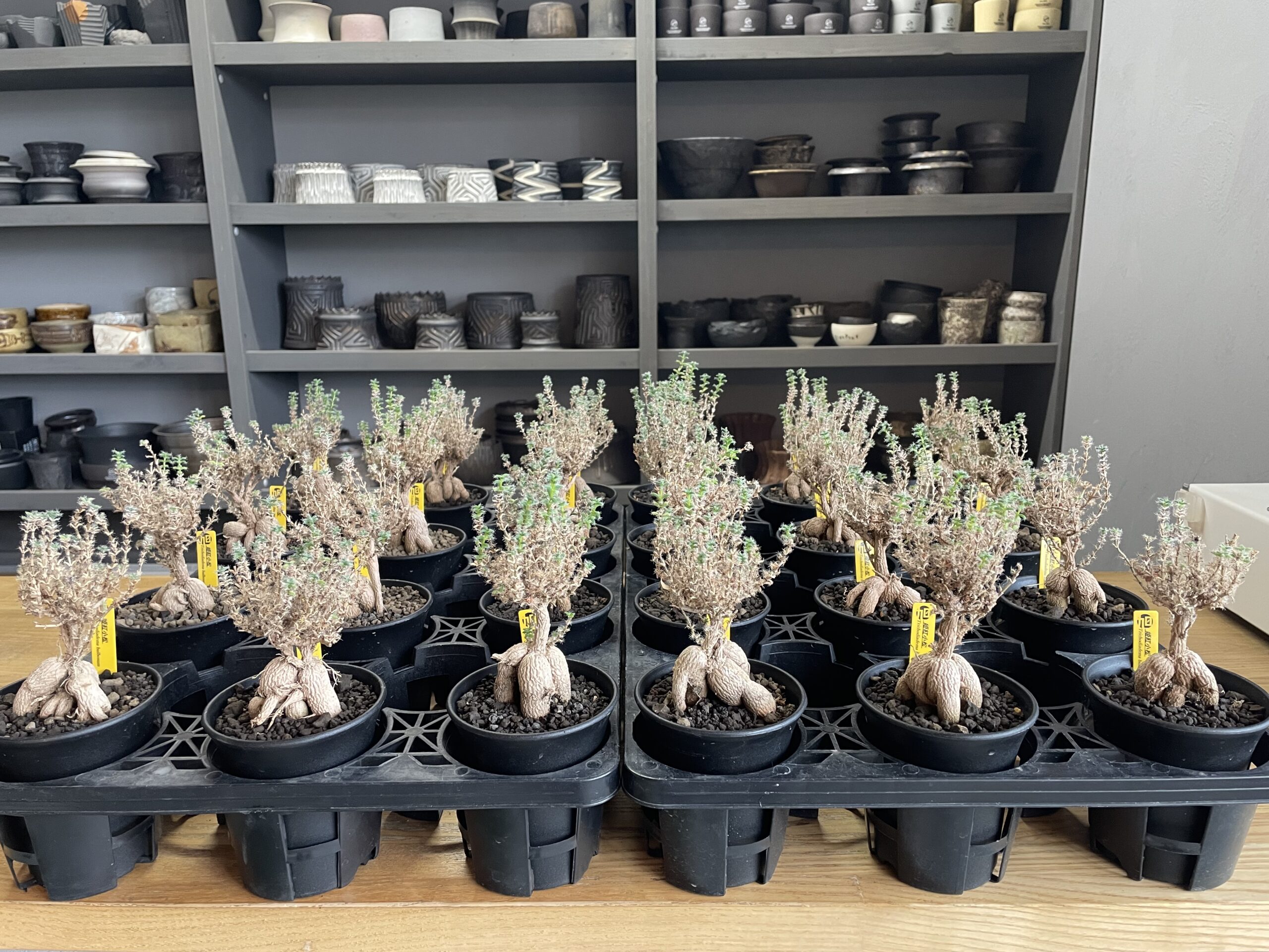 姫紅小松　入荷情報